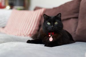 貓自發性膀胱炎(FIC)的多面向治療